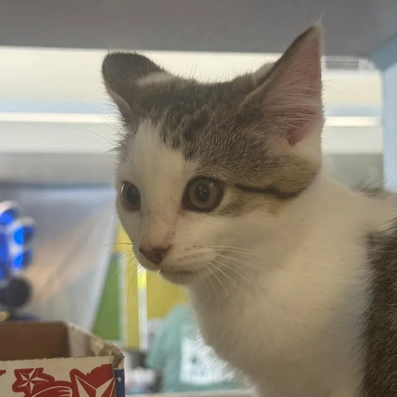 A baby small-sized male White Domestic Short Hair cat named Copper for adoption in Red House, WV