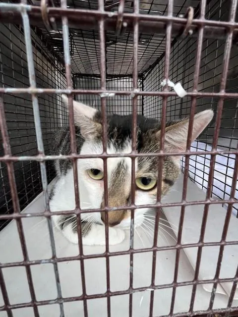 A young medium-sized male Domestic Short Hair cat named Ace for adoption in Miami, FL