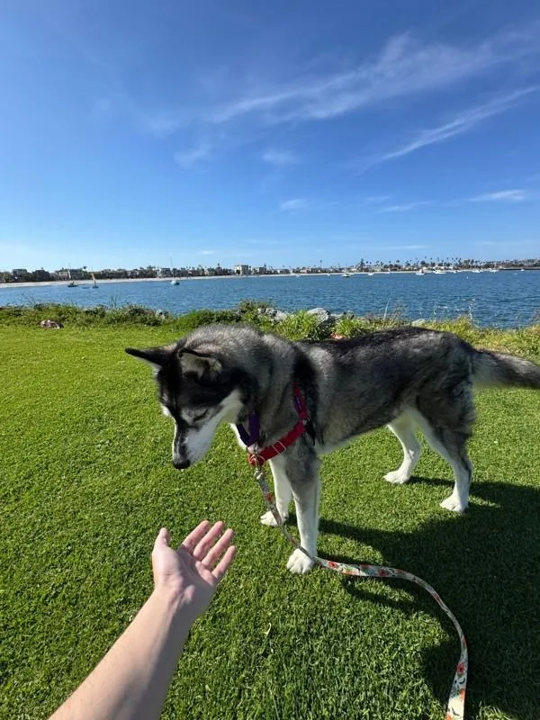 An adult large-sized male Siberian Husky dog named Kai for adoption in San Diego, CA