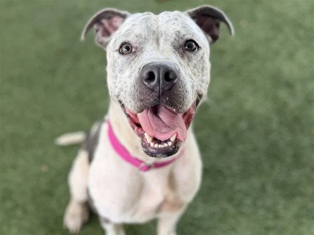 An adult medium-sized female Pointer dog named Brenda for adoption in Tavares, FL