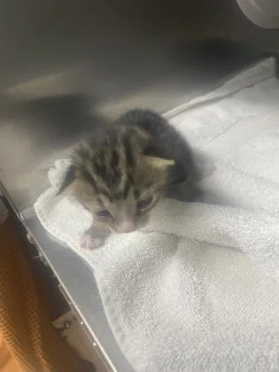 A baby small-sized female Domestic Short Hair cat named Greta for adoption in Gainesville, FL