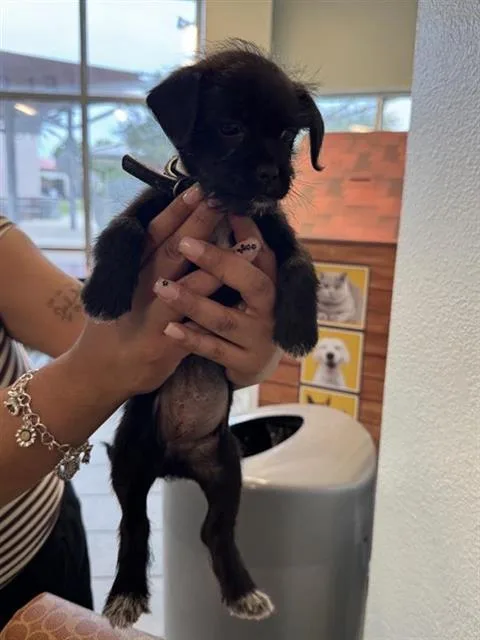 A baby small-sized female Terrier dog named Daisy for adoption in San Antonio, TX