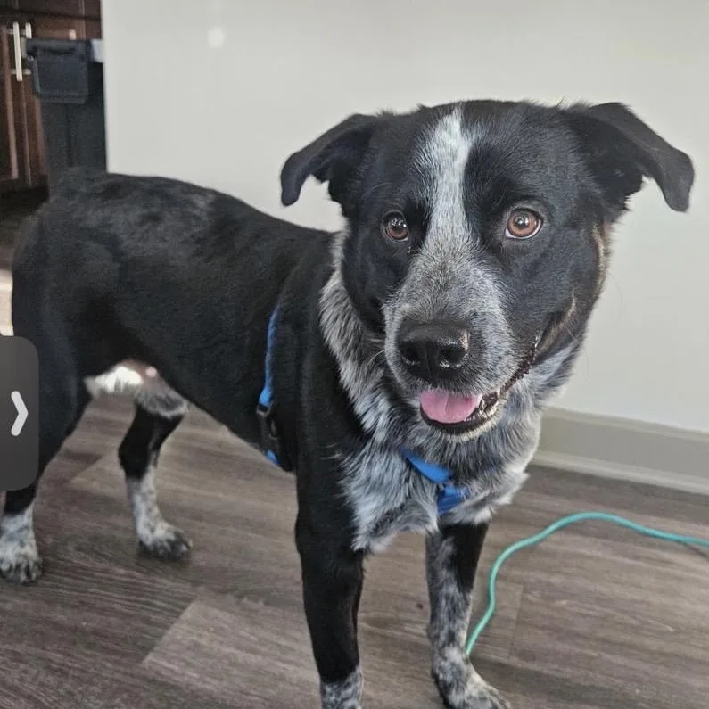 A young medium-sized male Cattle Dog dog named Duke for adoption in Mansfield, TX