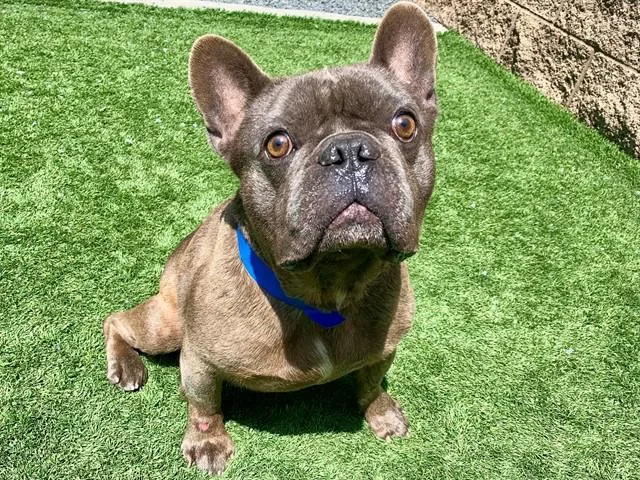An adult medium-sized male Gray / Blue / Silver French Bulldog dog named Save Me Please! Frankfurter for adoption in San Marcos, CA