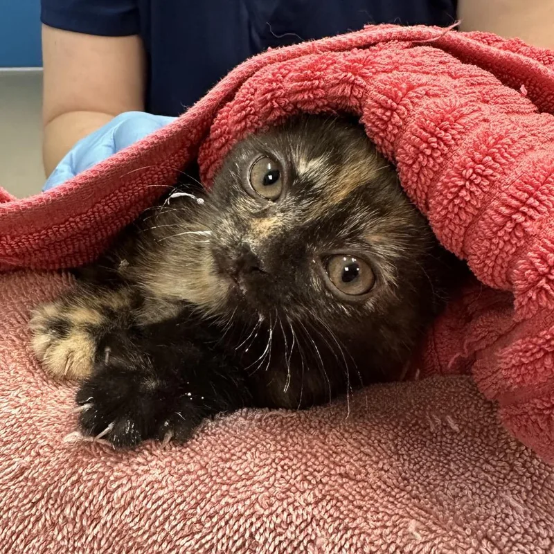A baby small-sized female Tortoiseshell Domestic Short Hair cat named Fudge for adoption in Newark, NJ