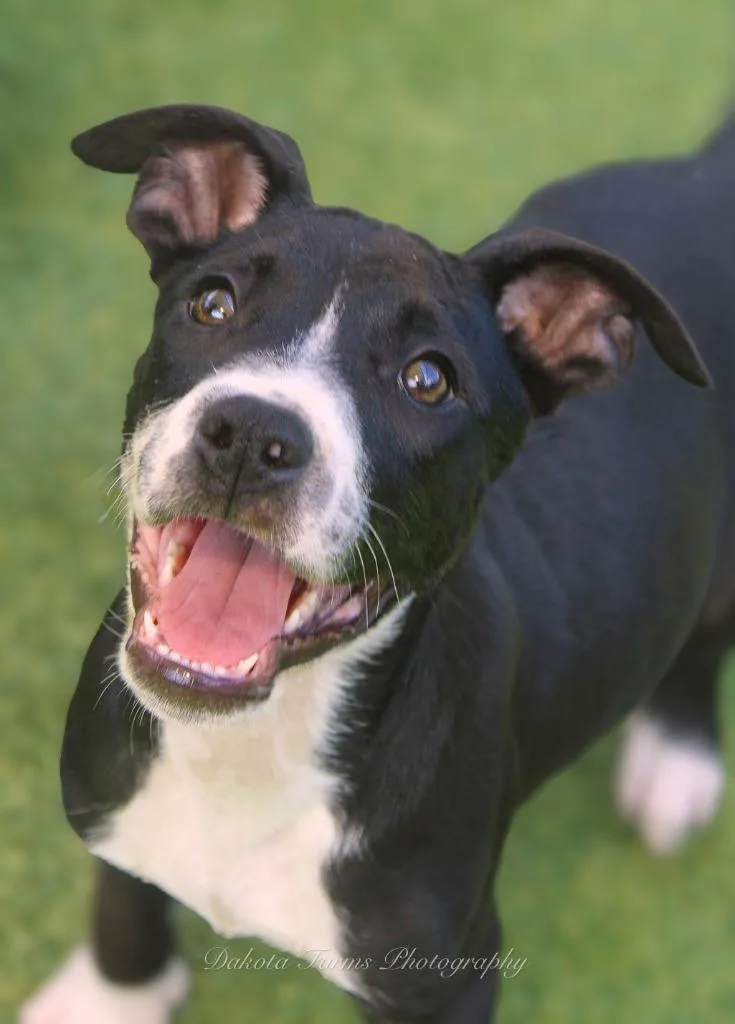 A baby medium-sized male American Bulldog dog named Athos for adoption in Madison, GA