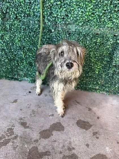 A baby small-sized male Gray / Blue / Silver Schnauzer dog named 61370699 for adoption in El Paso, TX