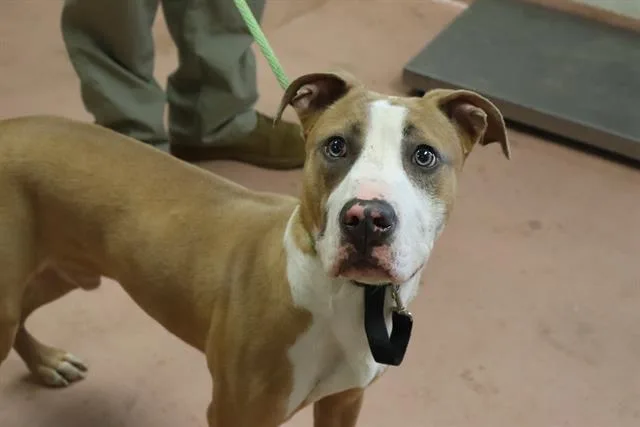 A young medium-sized male Mixed Breed dog named Apricot for adoption in Columbia, SC