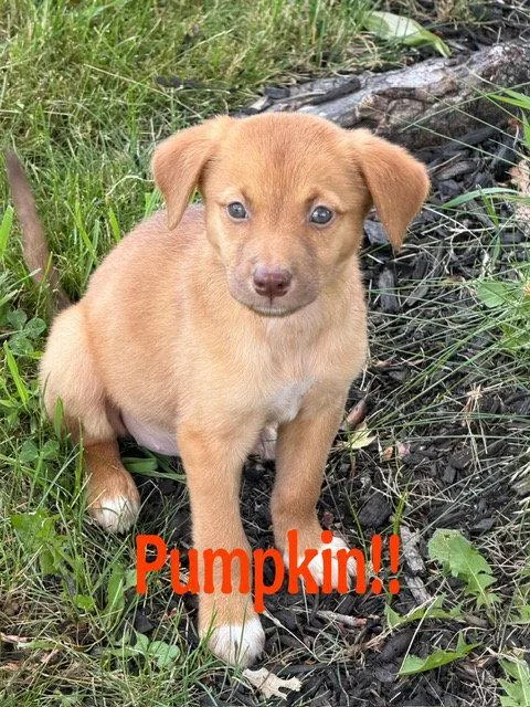 A baby medium-sized female Labrador Retriever dog named Pumpkin for adoption in Lake Hopatcong, NJ