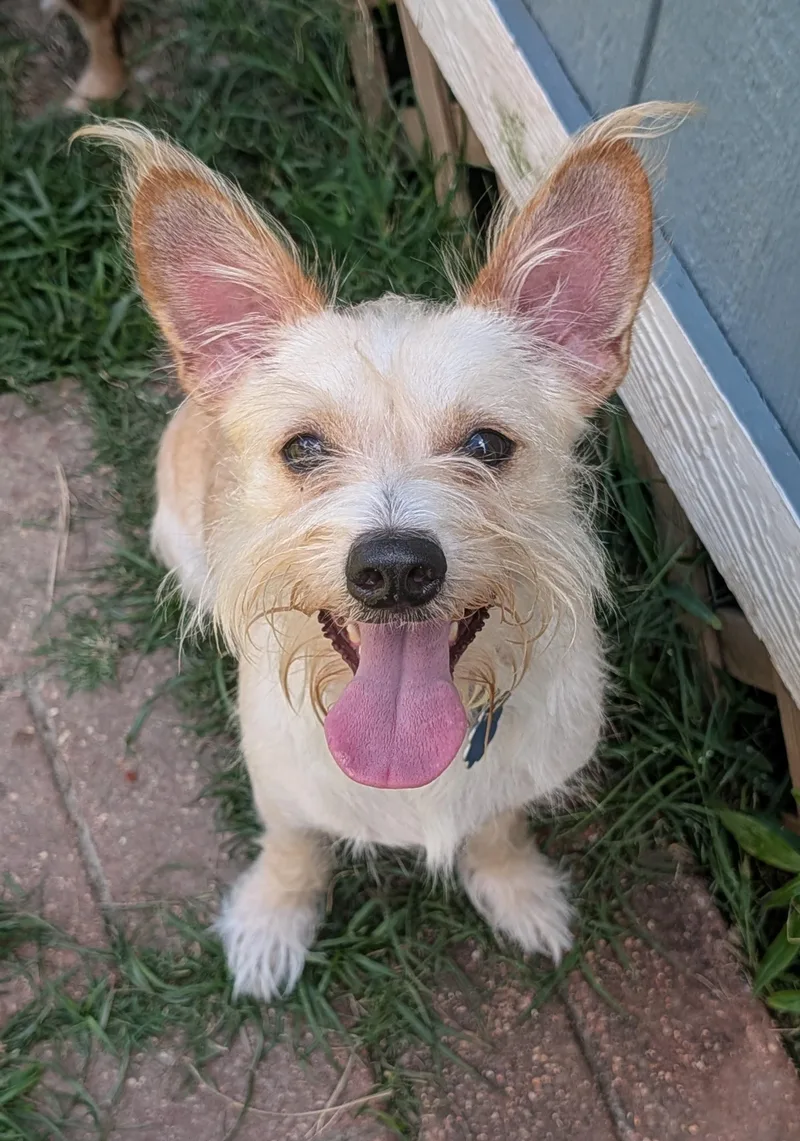 An adult small-sized male Yellow / Tan / Blond / Fawn Wirehaired Terrier dog named Pierre for adoption in Baton Rouge, LA