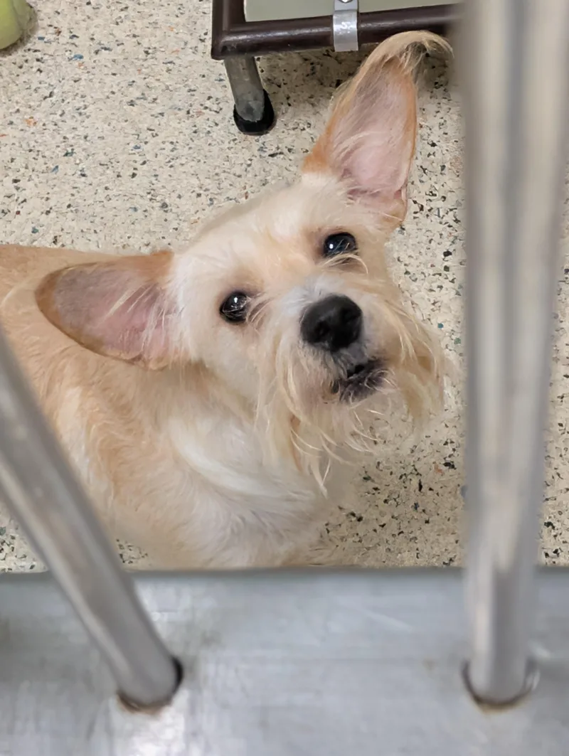 Pierre thumbnail 3