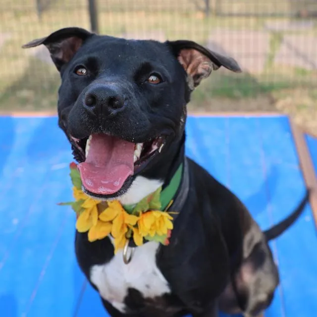 A young medium-sized female Labrador Retriever dog named Flower for adoption in San Antonio, TX