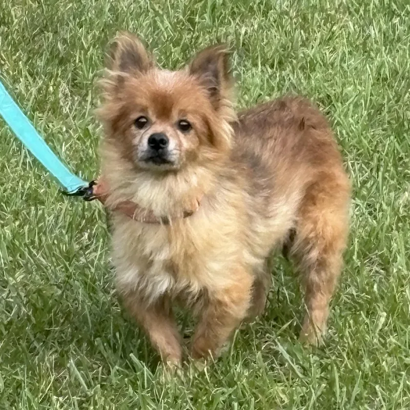 An adult small-sized male Pomeranian dog named Foxy for adoption in Grafton, OH