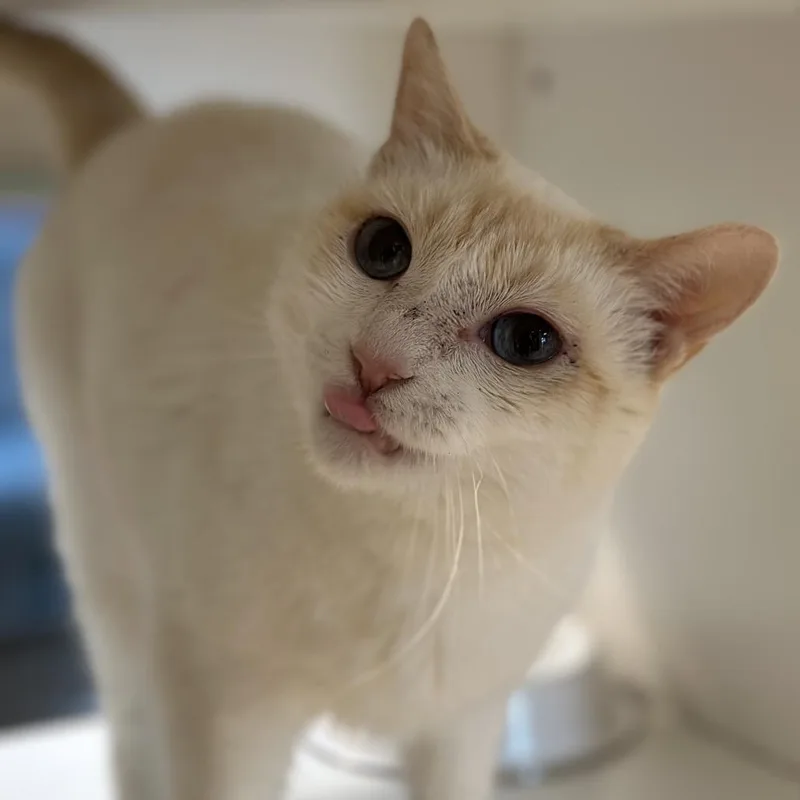 An adult medium-sized female Flame Point Domestic Short Hair cat named Coco for adoption in Matteson, IL