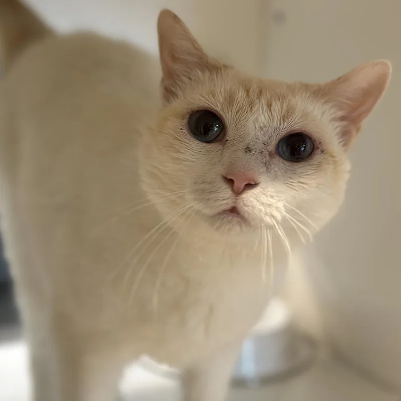 Coco thumbnail 3