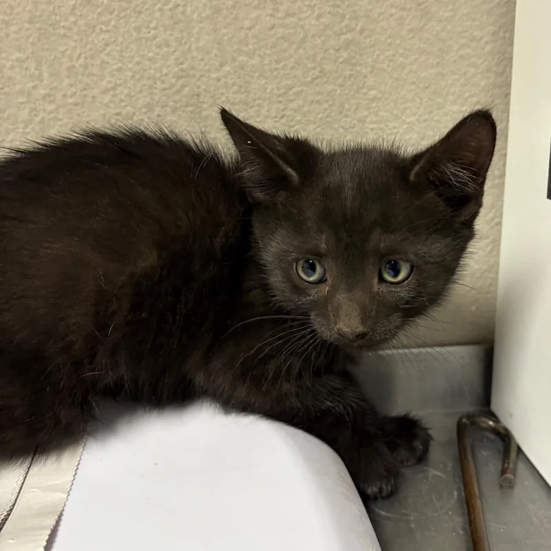 A baby small-sized male Black Domestic Short Hair cat named Blake for adoption in Yuma, AZ