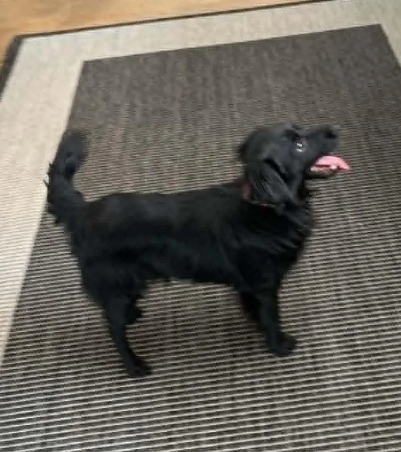 A young small-sized male Black Dachshund (Long Haired) dog named Teddy for adoption in Blue Bell, PA