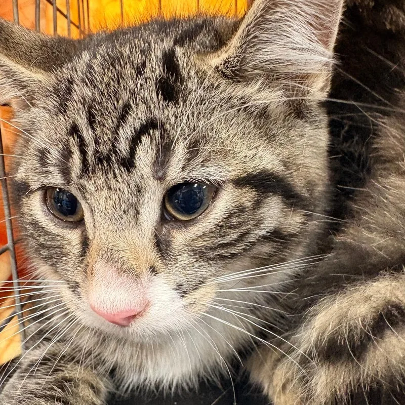 A baby small-sized female Gray / Blue / Silver Domestic Short Hair cat named Fred for adoption in Newark, NJ