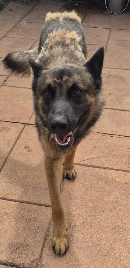 An adult large-sized male Belgian Shepherd / Malinois dog named Choppa for adoption in Shreveport, LA