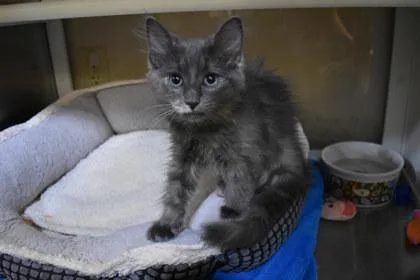 A young medium-sized female Domestic Short Hair cat named Stitch for adoption in Kansas City, MO