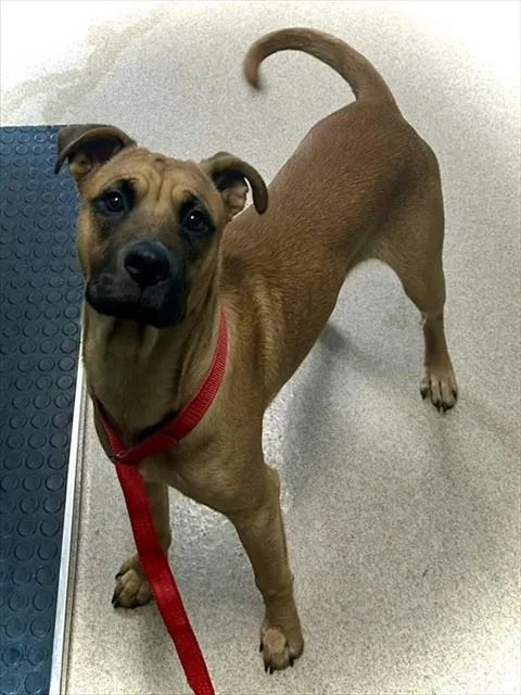 A young medium-sized male Black Mouth Cur dog named Ross for adoption in Newton, NC