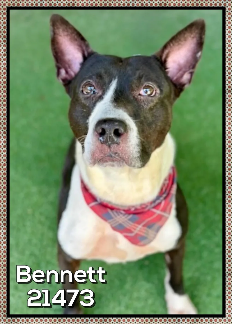 An adult medium-sized male Black Bull Terrier dog named Bennett for adoption in Marietta, GA