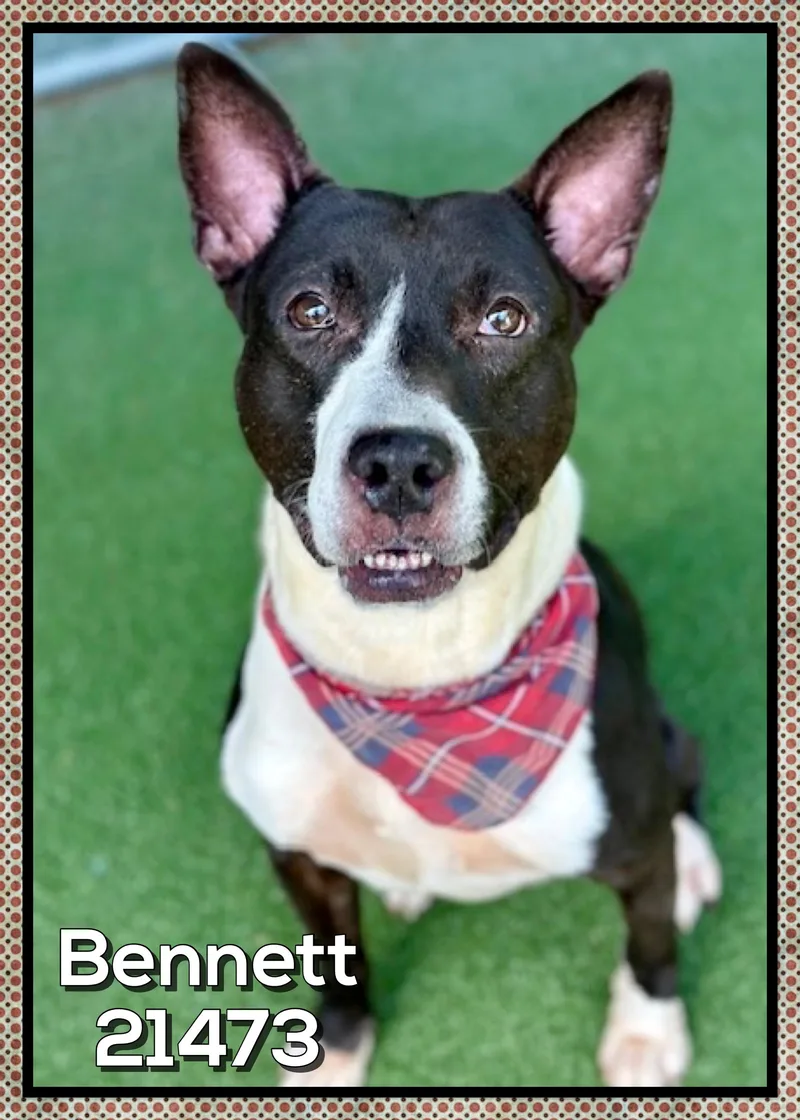 Bennett thumbnail 2