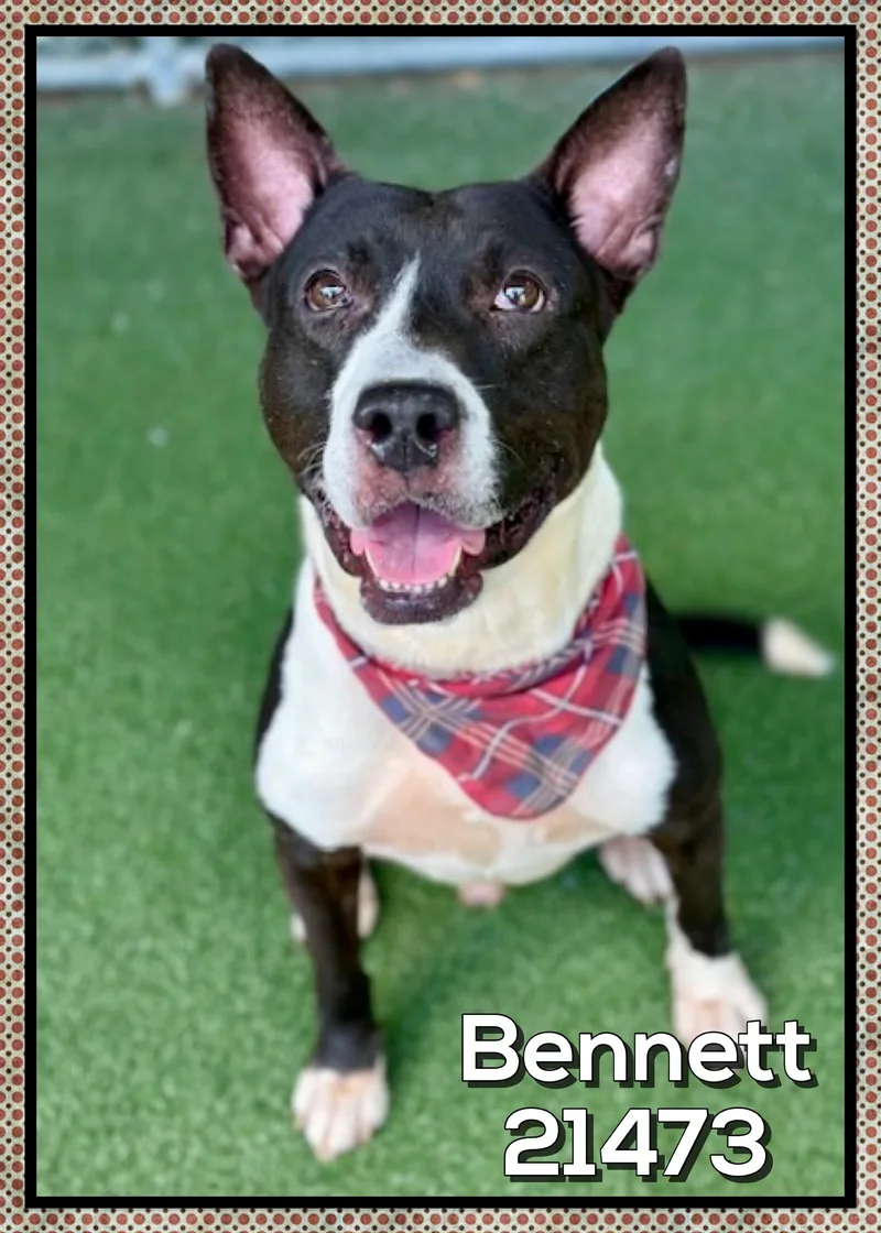 Bennett thumbnail 3