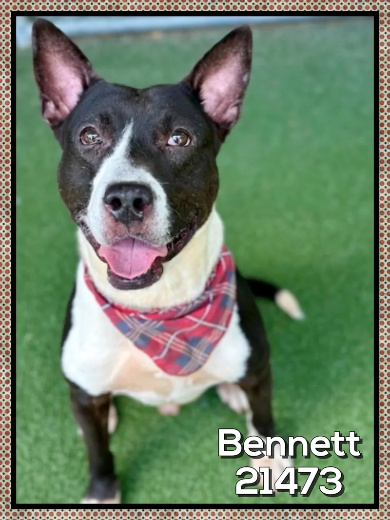 Bennett thumbnail 4