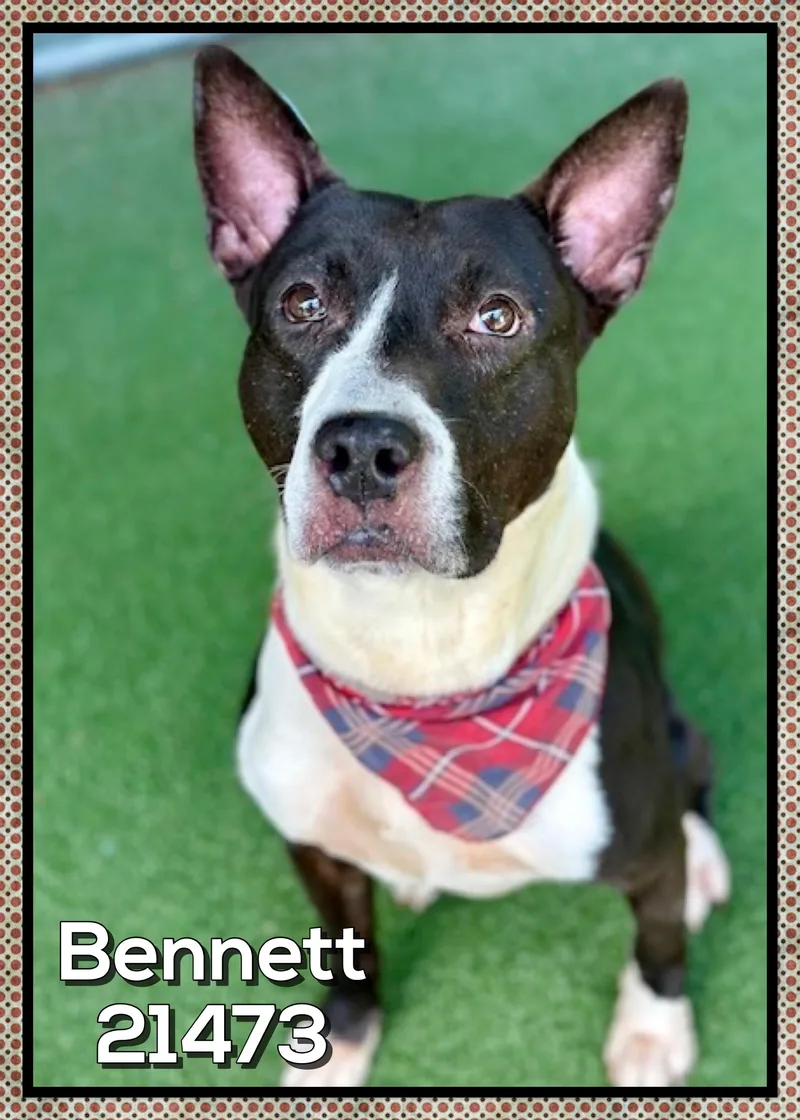 Bennett thumbnail 5