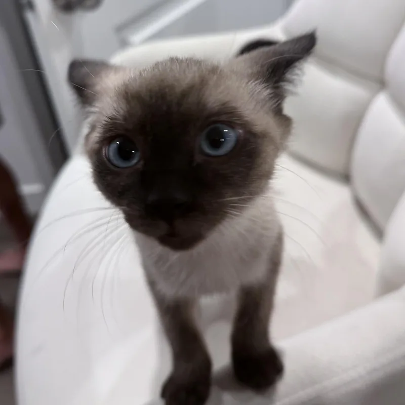 A baby medium-sized male Chocolate Point Domestic Short Hair cat named Puffin for adoption in Midvale, UT