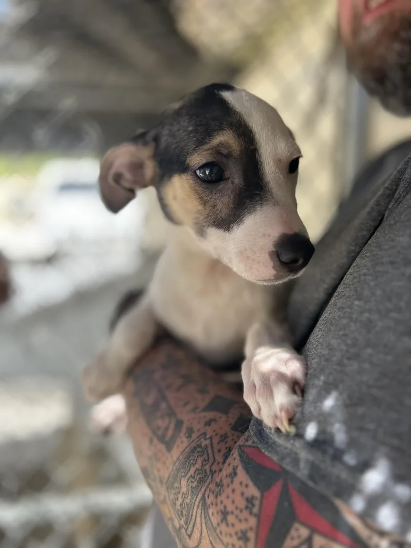 Lavender thumbnail 2