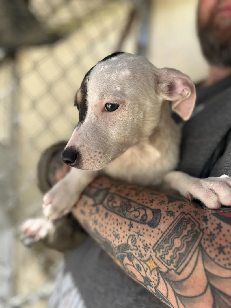 Lavender thumbnail 3