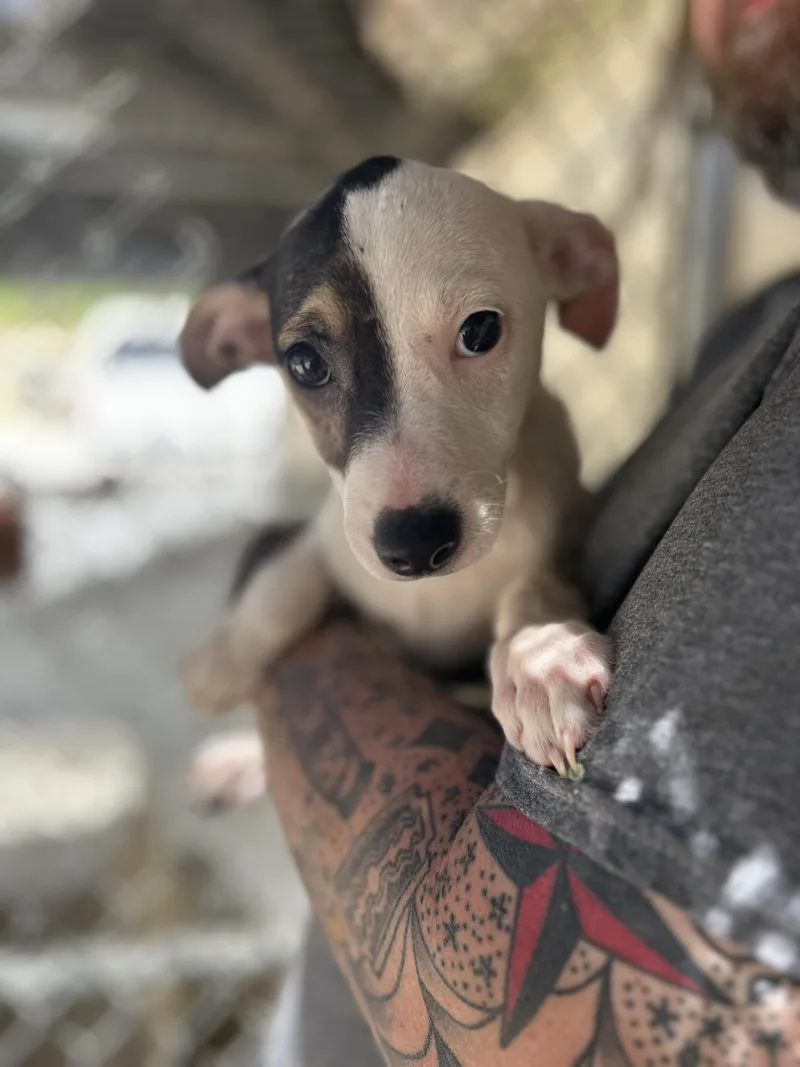 Lavender thumbnail 4