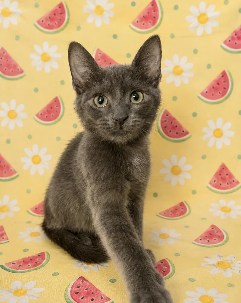 A young medium-sized male Domestic Short Hair cat named Bear for adoption in Gainesville, GA