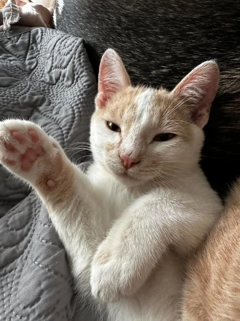 A baby medium-sized male Domestic Short Hair cat named Baby Boo for adoption in Salt Lake City, UT