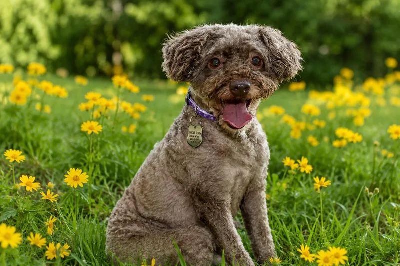 Murphy