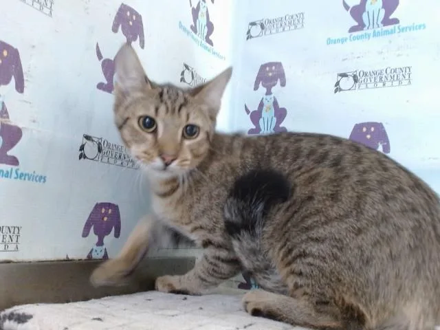 A baby small-sized male Domestic Short Hair cat named Hamilton for adoption in Orlando, FL