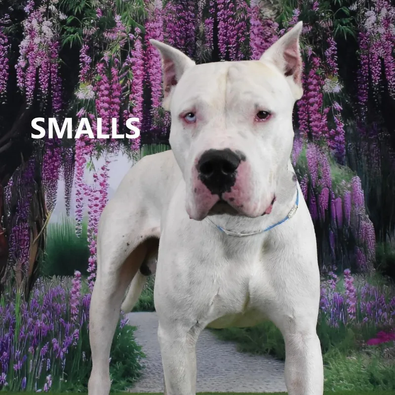 An adult large-sized male White / Cream Dogo Argentino dog named Smalls for adoption in Yuma, AZ