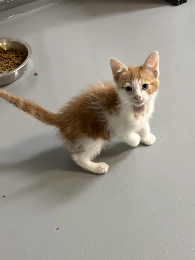 A baby medium-sized male American Shorthair cat named Duck for adoption in Big Rapids, MI