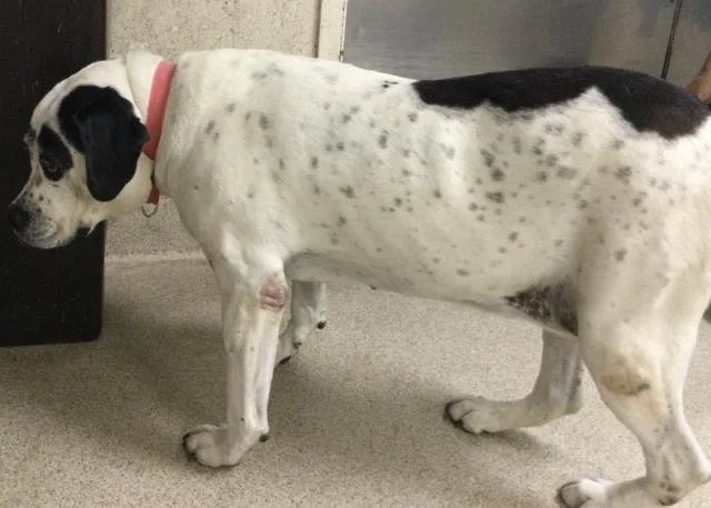 An adult large-sized female Pit Bull Terrier dog named Mya for adoption in Riverside, CA
