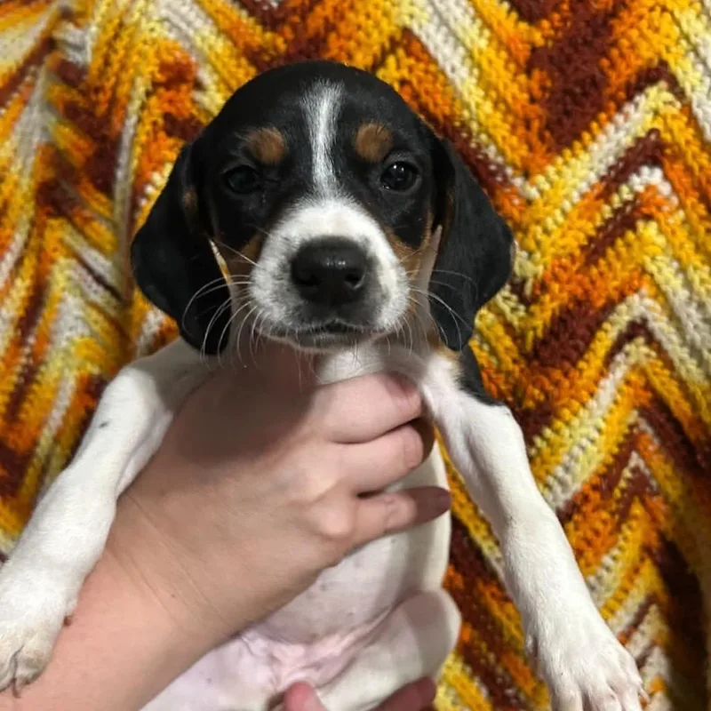 A baby small-sized female Beagle dog named Parsley for adoption in Saint John, IN
