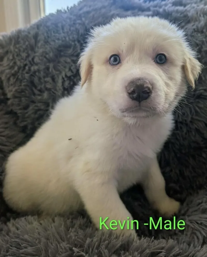 A baby large-sized male White / Cream Great Pyrenees dog named Kevin for adoption in Cheektowaga, NY