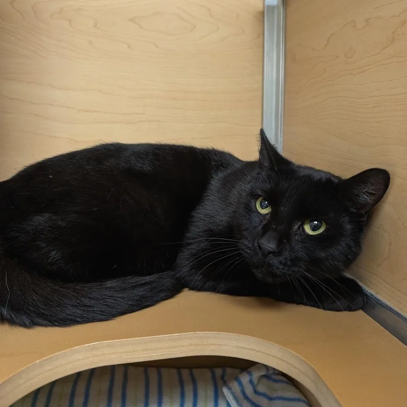 An adult medium-sized male Domestic Short Hair cat named Cadbury for adoption in Brookfield, WI