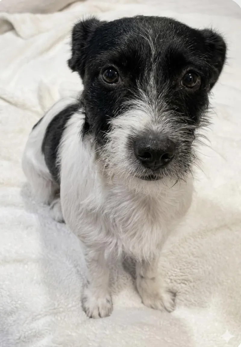 Willy! The Social Butterfly thumbnail 2