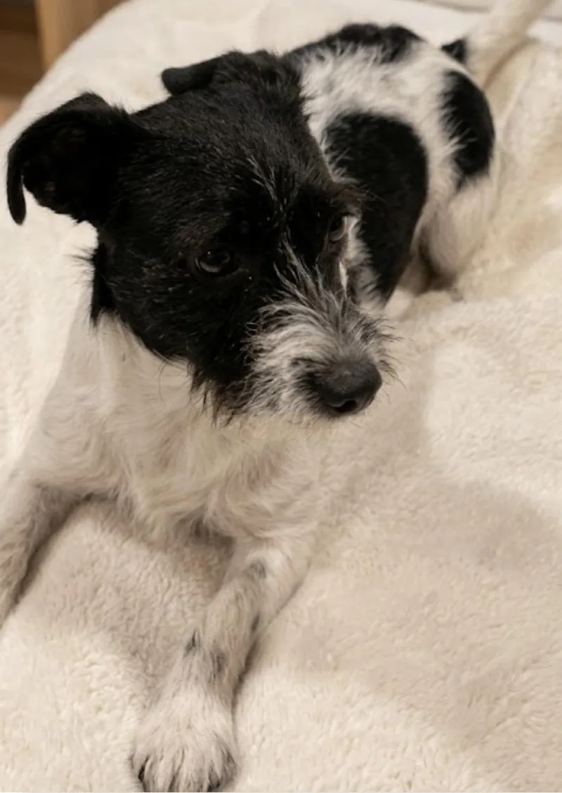 Willy! The Social Butterfly thumbnail 3