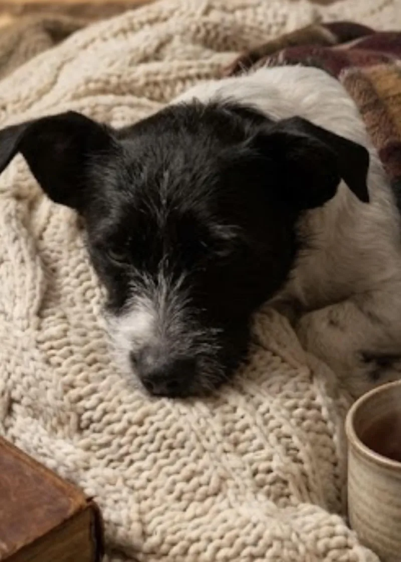 Willy! The Social Butterfly thumbnail 4