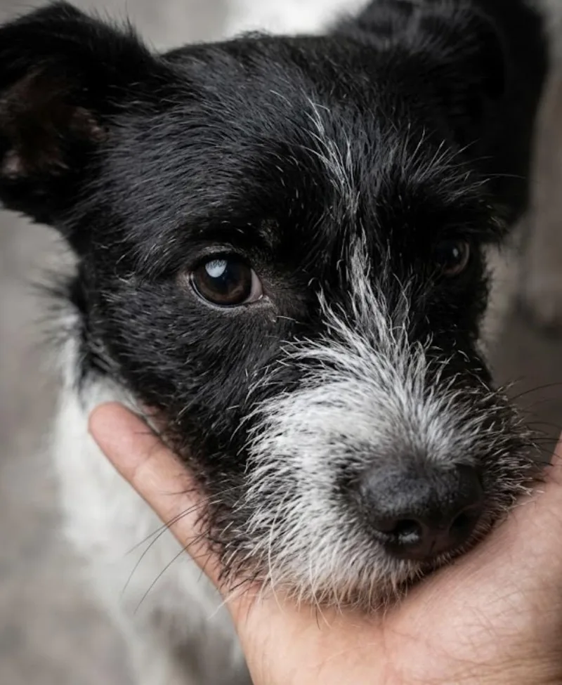 Willy! The Social Butterfly thumbnail 5