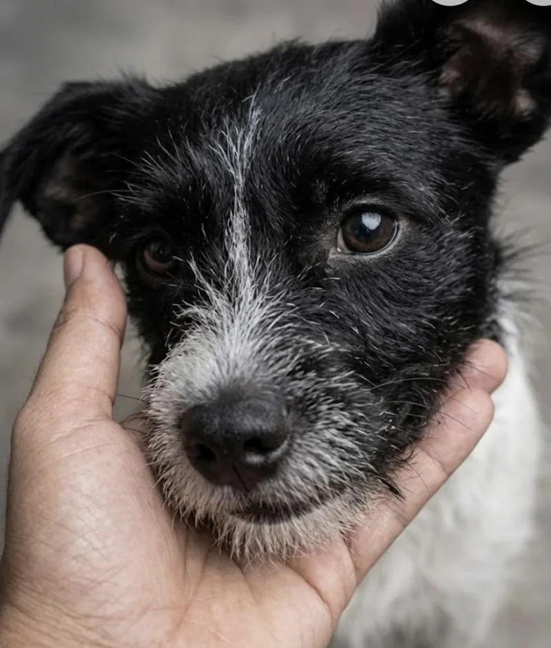 Willy! The Social Butterfly thumbnail 6