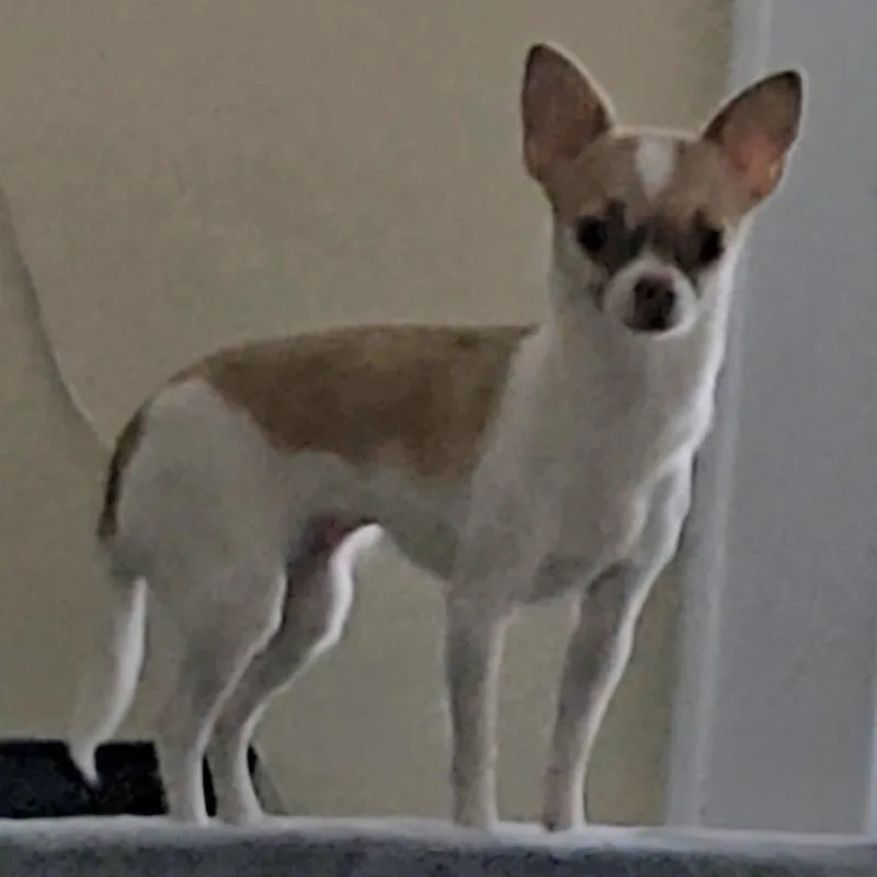 An adult small-sized female White / Cream Chihuahua dog named Kate for adoption in Oceanside, NY